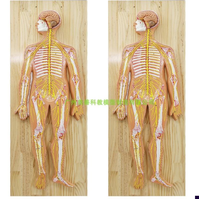 医学人体神经系i统解剖模型中枢神经脑脊髓躯干模型脊神经模型