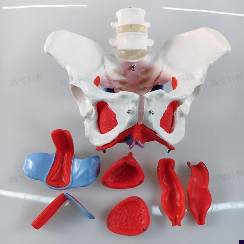 女骨盆模型盆g底肌筋膜生殖泌尿器官产康培训家政月嫂月子产后康