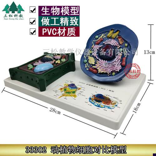 动植物细胞对比模型动物细胞模型植物细胞模R型初高中生物器材