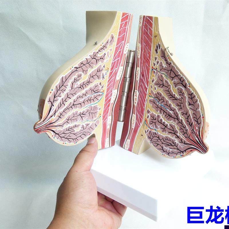 女性哺乳期乳房模型解剖女性乳房模G型出口欧美优质PVC材质
