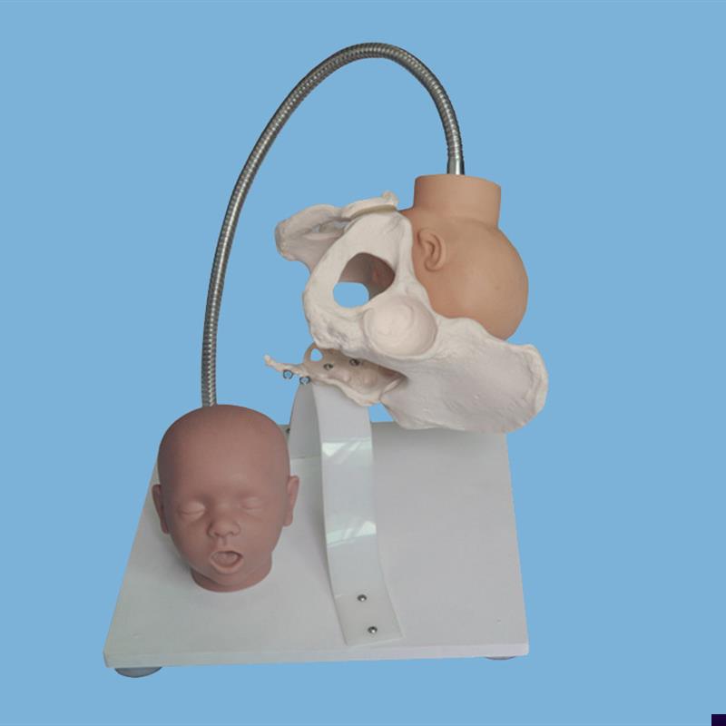 带有胎儿头的骨盆模型