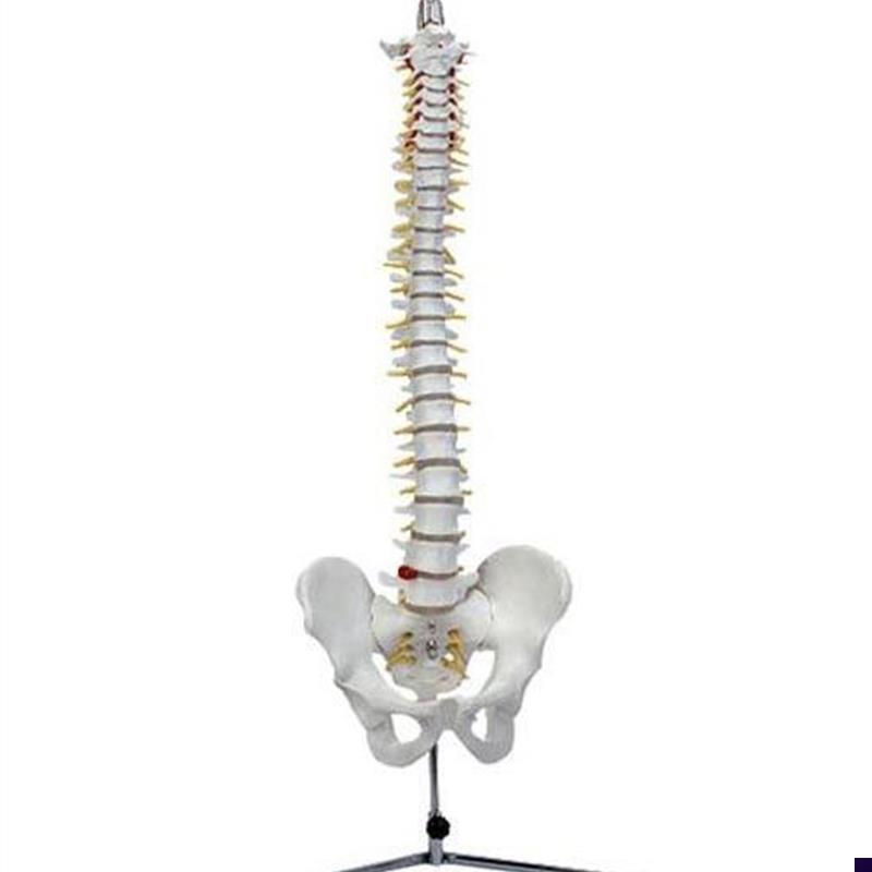 脊椎模型(带骨盆)自然大人体脊柱盆骨模具椎.骨解剖标本