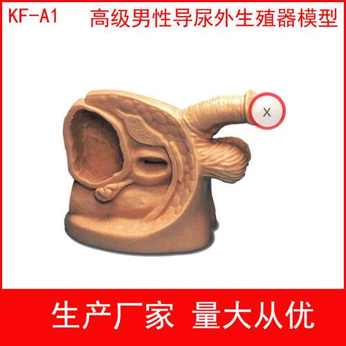男性女性外生殖器模型q实习护理模型导尿模型生殖器教具导尿练习