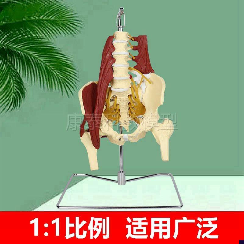 1比1人体腰椎带肌肉模型椎间盘脊神F经骨盆骶骨坐骨神经正骨康复