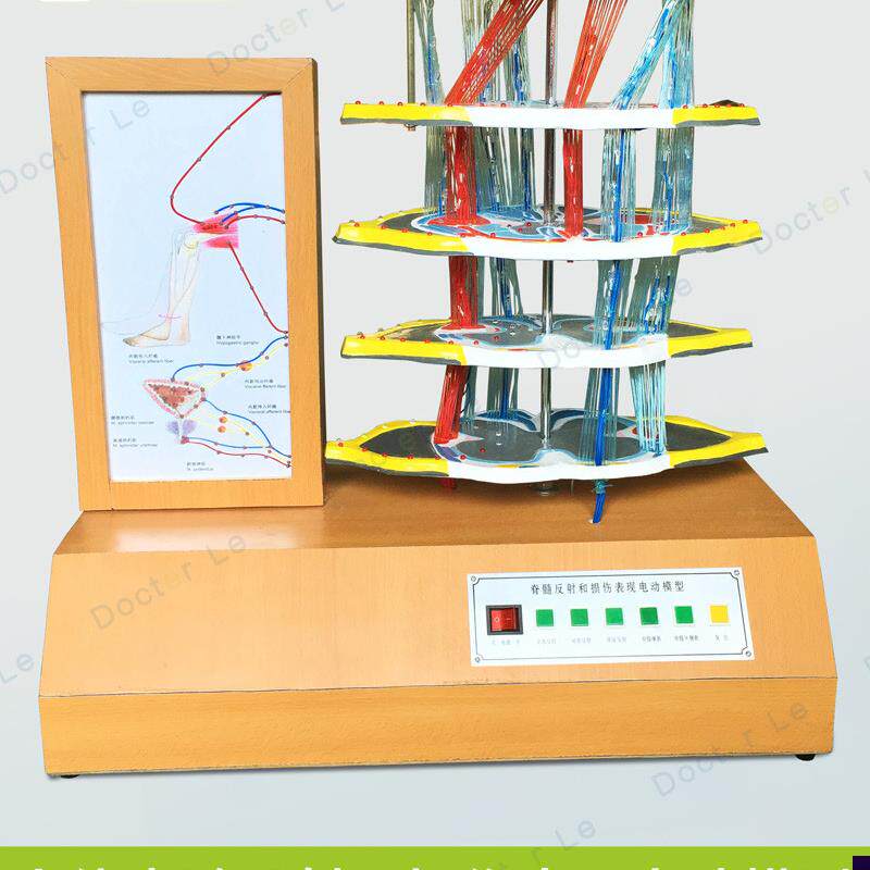 人体脊髓反射和损伤表现u电动模型人体模型脊椎神经人体脊柱