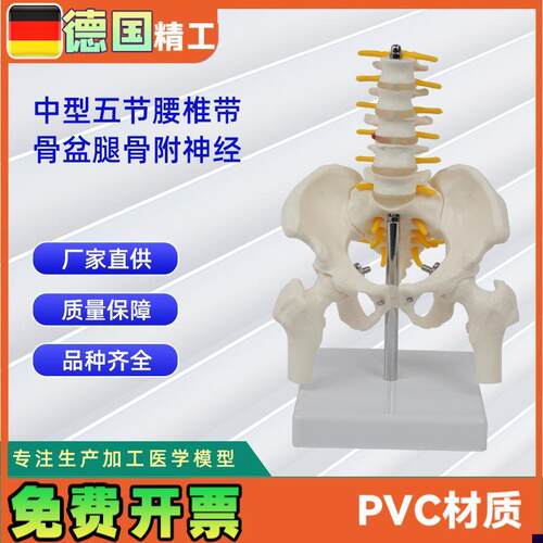 骨盆带五节中型腰l椎腿骨模型pvc人体骨骼模型脊柱腰椎盆骨模型