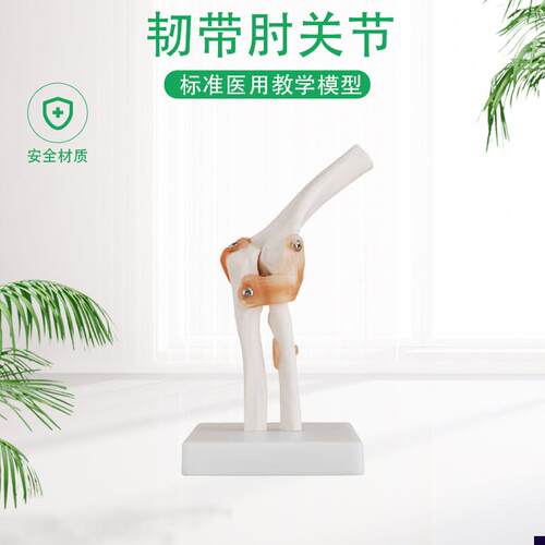 肘关节模型人体骨骼模型t骨骼六大关节模型骨骼运动系统模型