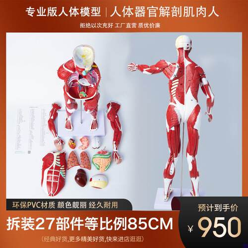 政河人体躯干解剖器官结r构模型内脏心脏肌肉医院学校用教学演示