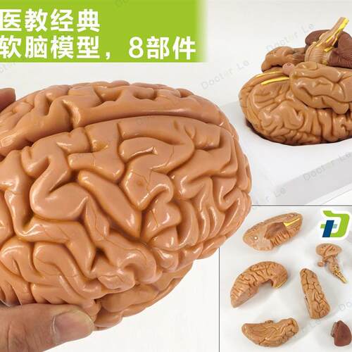 教学仿真脑附动脉模型优质1:1自然大脑带动脉解剖S皮层标本分8部