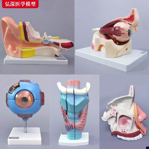 眼睛耳朵模型眼球放大鼻子鼻腔解剖结构耳鼻喉科人U体医学教学教