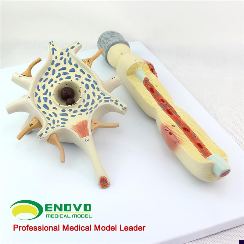 颐诺正品神经元胞体和r神经纤维结构放大模型医用人体解剖系统