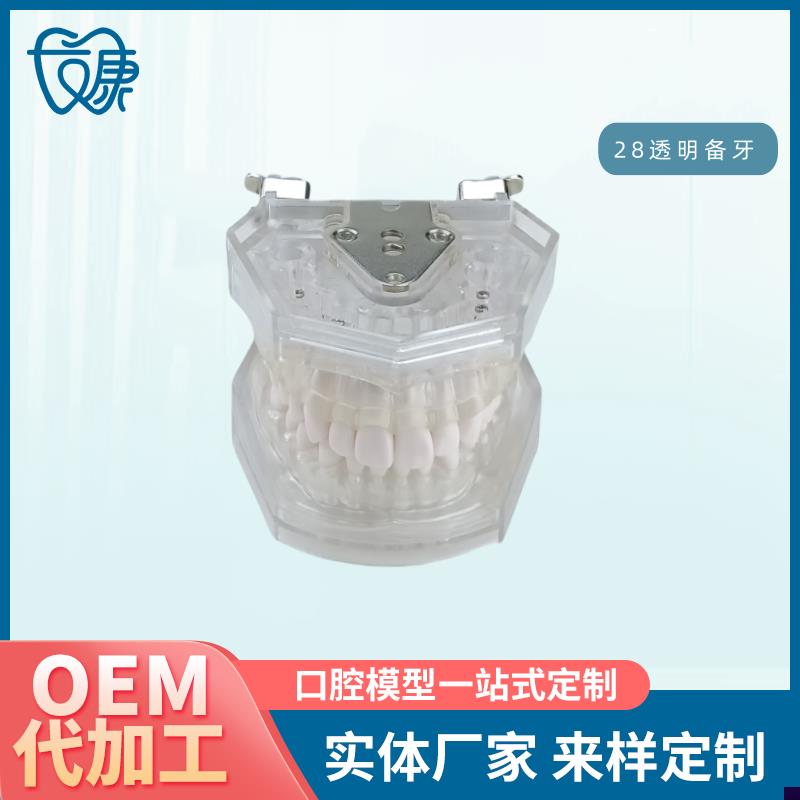 口腔教学牙齿模j型牙科可拆卸28备牙模型练习软牙龈28颗树脂牙