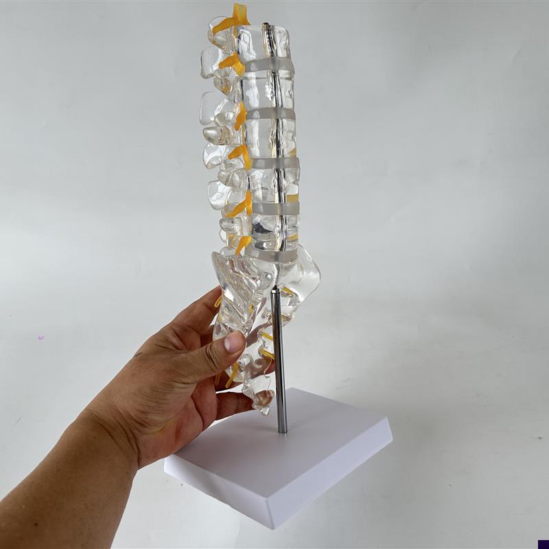 透明腰椎带尾骨模型椎q间盘脊神经骶骨尾椎骨脊椎脊柱骨科立体教