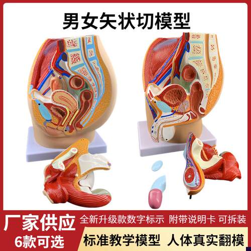 男女性生殖系统器官解剖模型医学教学矢状切人P体子宫盆腔泌尿仿
