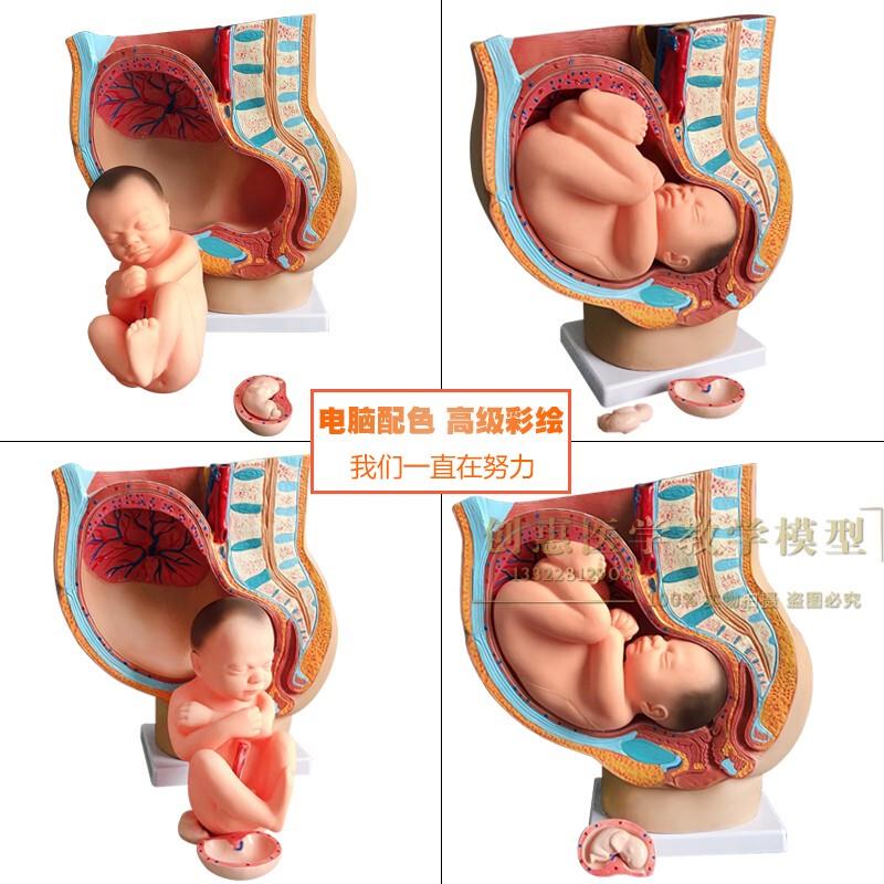 助产示教模型胚胎发育妊娠9个月女性盆腔骨盆R含九个月胎儿模型