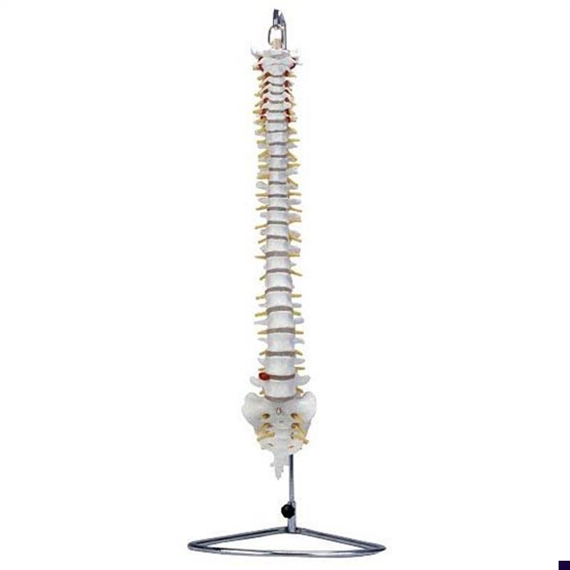脊椎骨模型自然大脊椎带尾骨模型脊椎模J型人体脊椎脊柱模型腰椎
