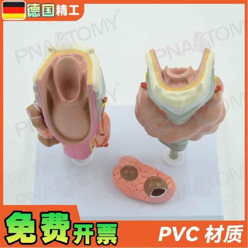 德国】甲状腺病理喉头医学解u剖模型甲亢甲低甲jian内分泌系统内