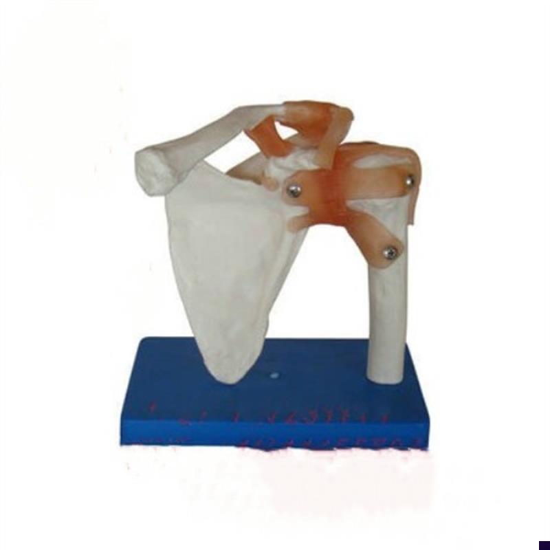 人体肩关节模j型关节模型人体模型肩关节模型医学模型