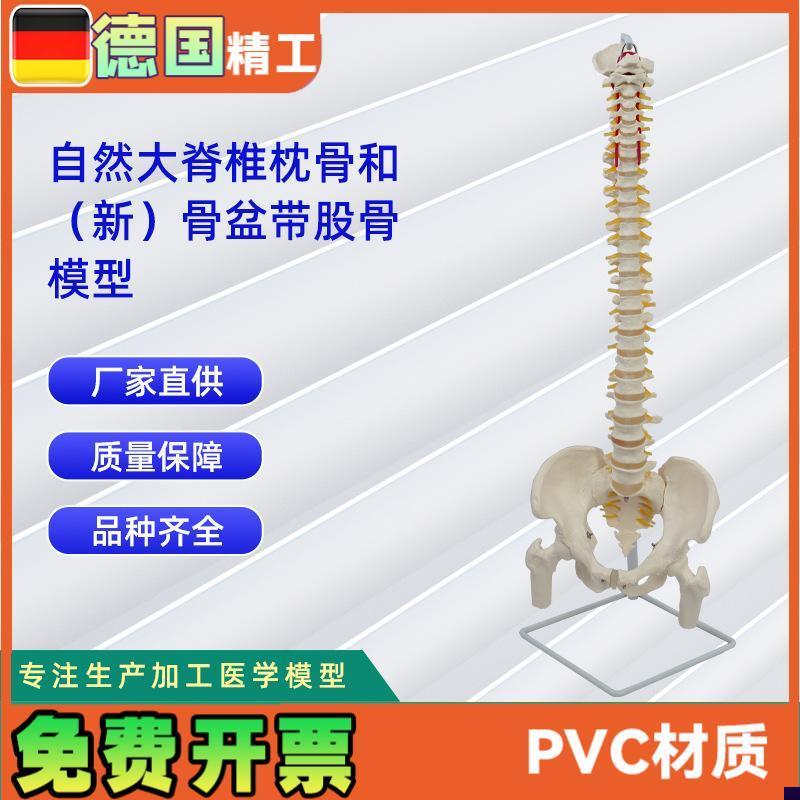 自然大脊椎枕骨和p新骨盆带股骨模型人体脊椎模型