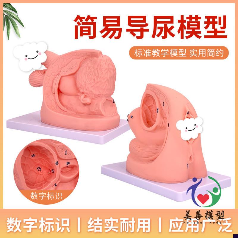男性内外生殖器解剖及男t性导尿模型男性泌尿系统生殖系统模型
