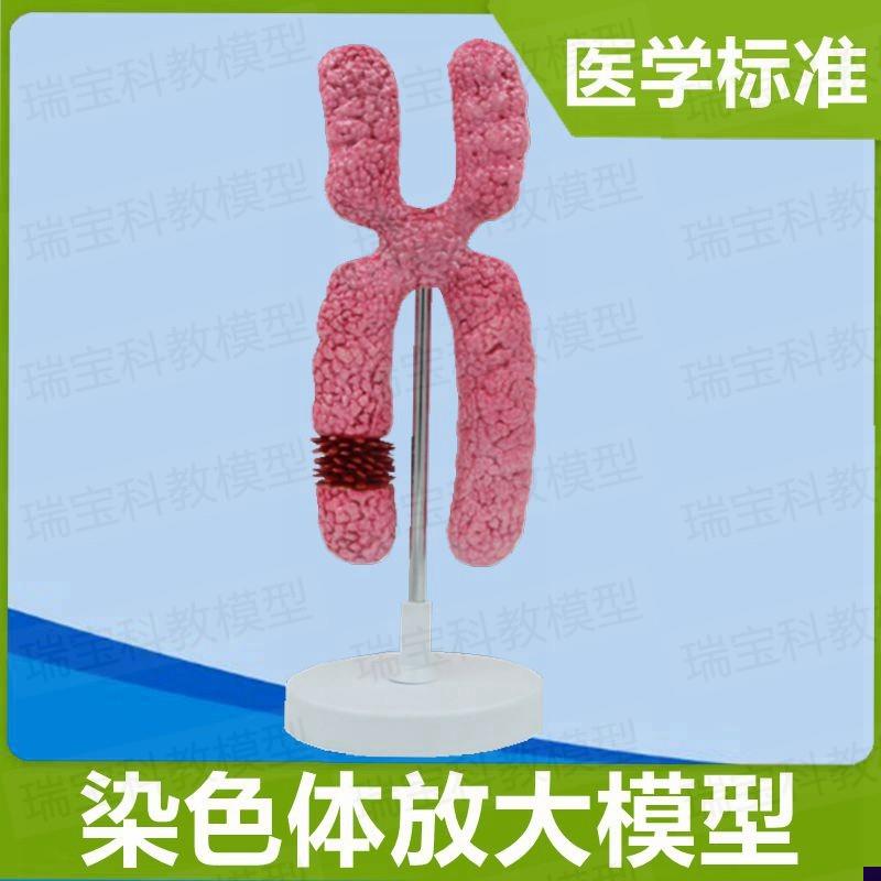 染色体模型染色质模o型23对染色体性染色体常染色体生殖医学