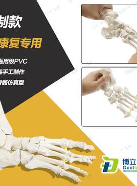 艺用美术b高考医用脚关节模型足踝关节足外科骨科标本骨骼仿真