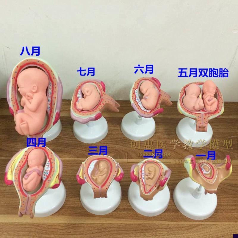 妊娠发育过程模型胚胎计划生育模型计生展示模型X胎儿模型子宫