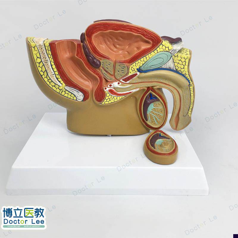 人体小型男性前列腺模型盆腔睾丸前型男科N泌尿科生殖系统生殖器