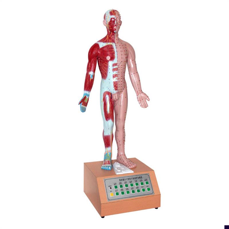 人体中医用电动语音语言提示十y四针灸模型解剖经脉络穴位标本模