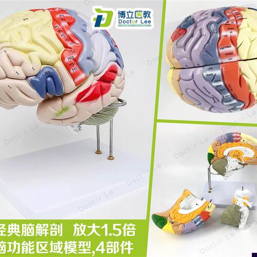 专业医学人体大脑解剖模型脑功能放大1.5倍带标S示教学脑科脑皮层