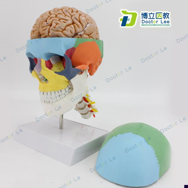 彩色人体骷髅头i模型头颅骨模型大脑模型头骨带脑模型医用可拆卸