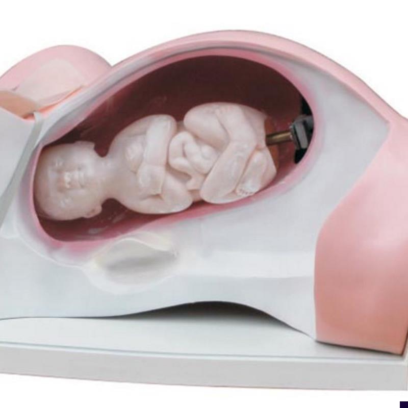 ENOVO颐诺分娩机转模型分女性分娩H妇产科教学用具分娩过程骨盆