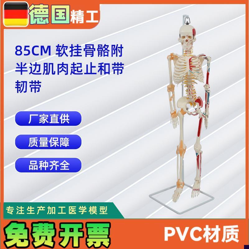 85CM软挂骨骼附半边肌肉起z止和带韧带模型人体骷髅骨架医学模型