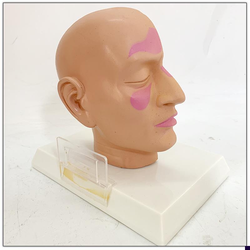 头部正中矢状切面模n型面部模型头部解剖模型脑解剖构造脑模型