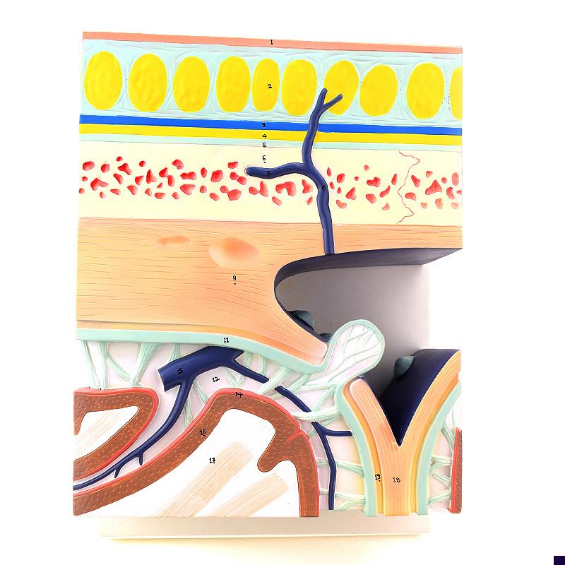 ENOVO颐诺颅底模型人r体头颅骨模型硬脑膜窦头皮层次解剖结构头皮
