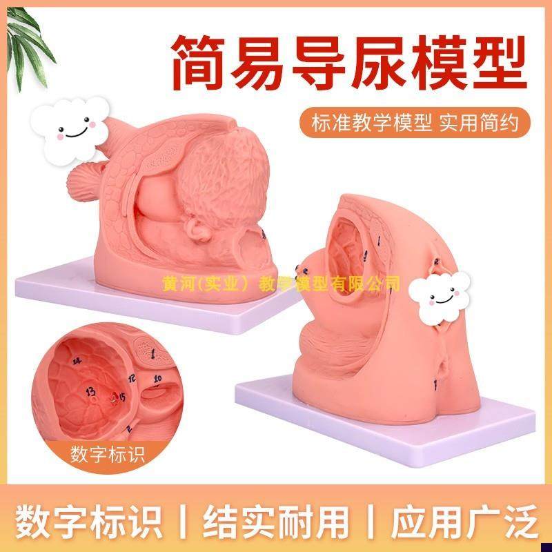 简易男女性导尿i模型男/女性导尿模型产妇生殖器导尿培训模型