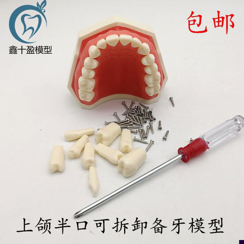牙科可拆卸牙齿模型上颌u半口备牙模型下颌半口备牙模型包邮