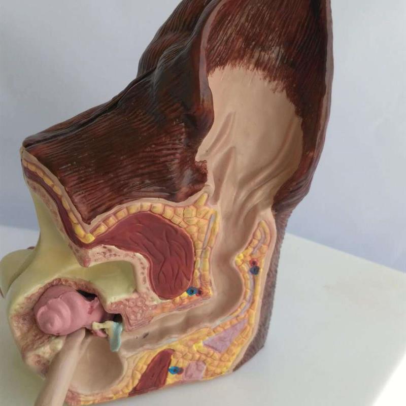 狗耳朵健康病态解剖p模型动物犬科模型宠物兽医教学教具热卖
