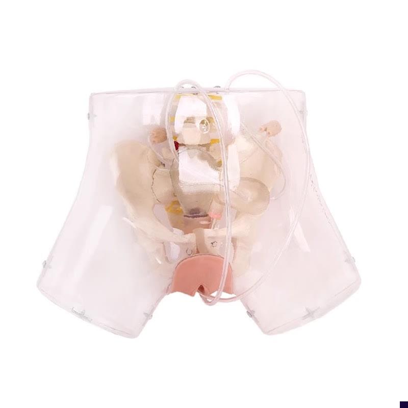 高级透明c刮宫模型透明刮宫教学模型女性计划生育模型
