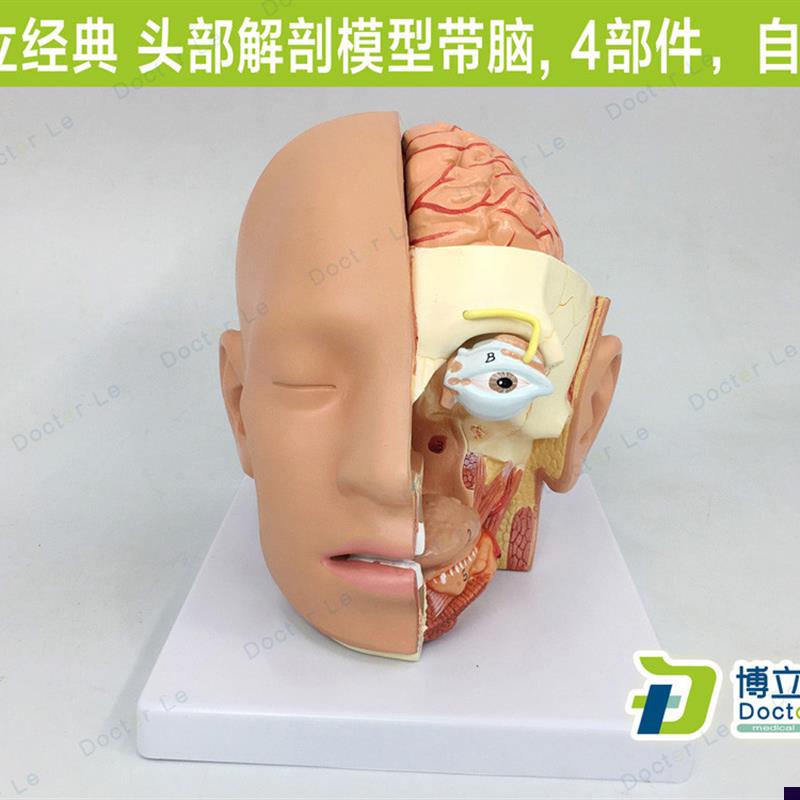 教学头部解剖模型自然大4部件大脑模G型口腔鼻咽喉科头部颅脑解剖