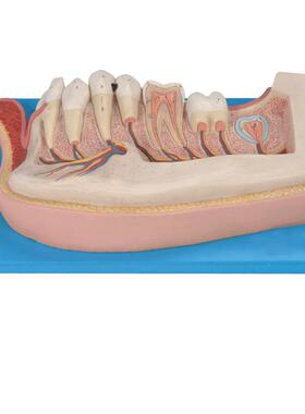 儿童牙列放大模C型B10002