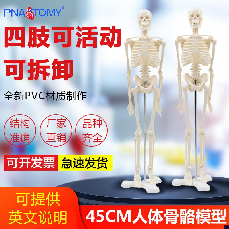 45cm仿真小白人体全身骷髅骨架骨骼可拆卸医学R用艺用瑜伽正骨模