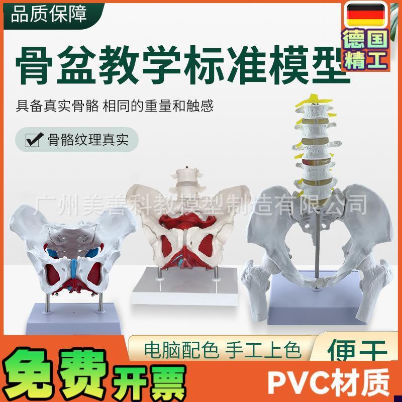 可活动女性骨盆生殖器官模型盆腔盆底肌结构附盆底肌X二节腰椎模