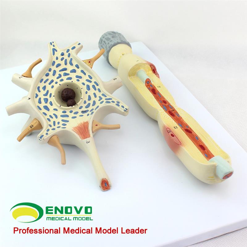 颐诺正品神经元胞体和神经纤维结构I放大模型医用人体解剖系统