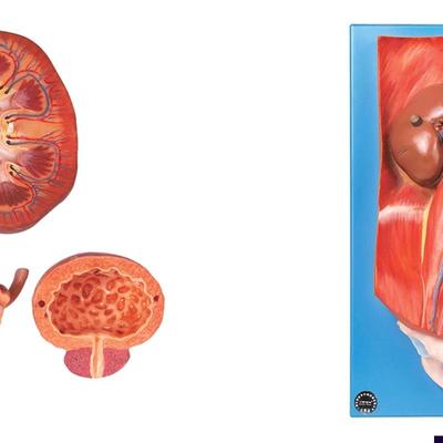 泌尿系统附腹后壁模型RA14004