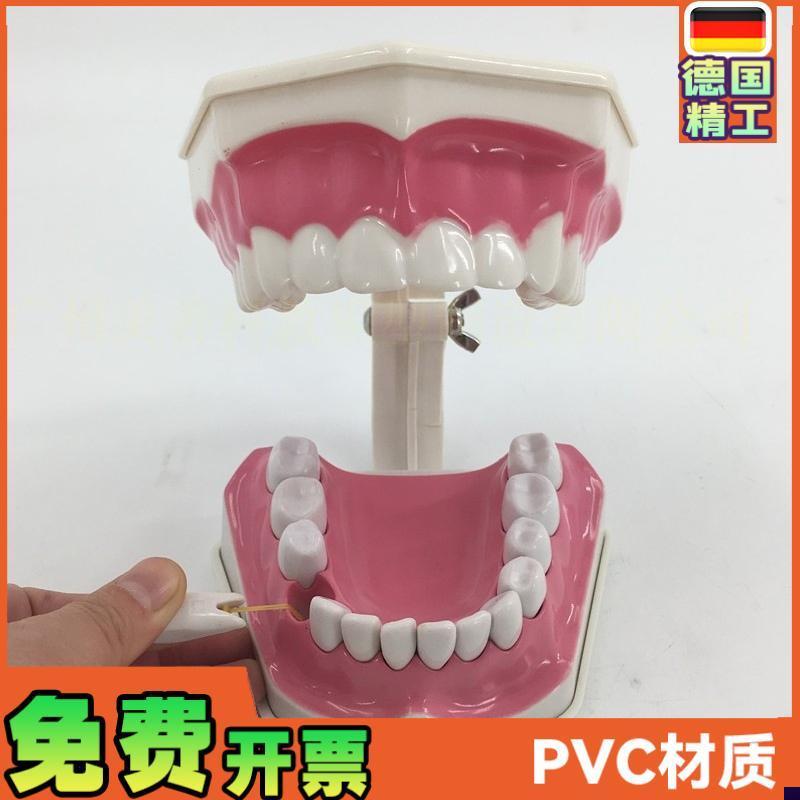 2倍放大牙齿模h型可拆教学模型幼儿园儿童刷牙科假牙模型口腔材料