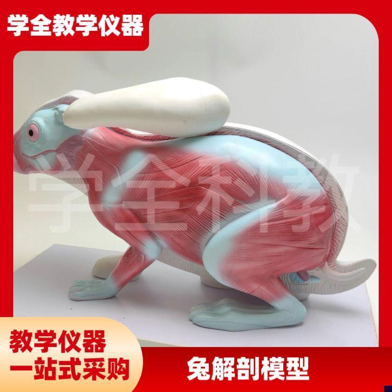兔子解剖模型立体仿真内脏可拆卸拼装皮肤骨骼头骨U透明牙齿生物