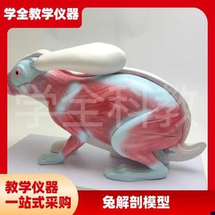 兔子解剖模型立体仿真内脏可拆卸拼装皮肤骨骼头骨U透明牙齿生物