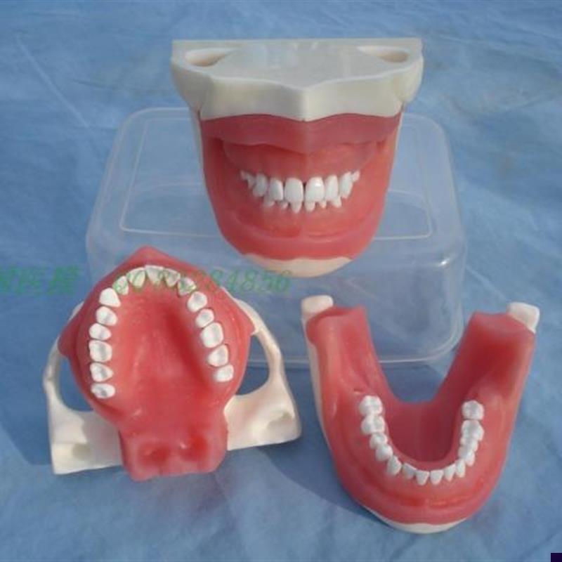 ENOVO颐诺口腔执业考核拔牙麻醉拔牙模型口P腔外科教学实习模型口