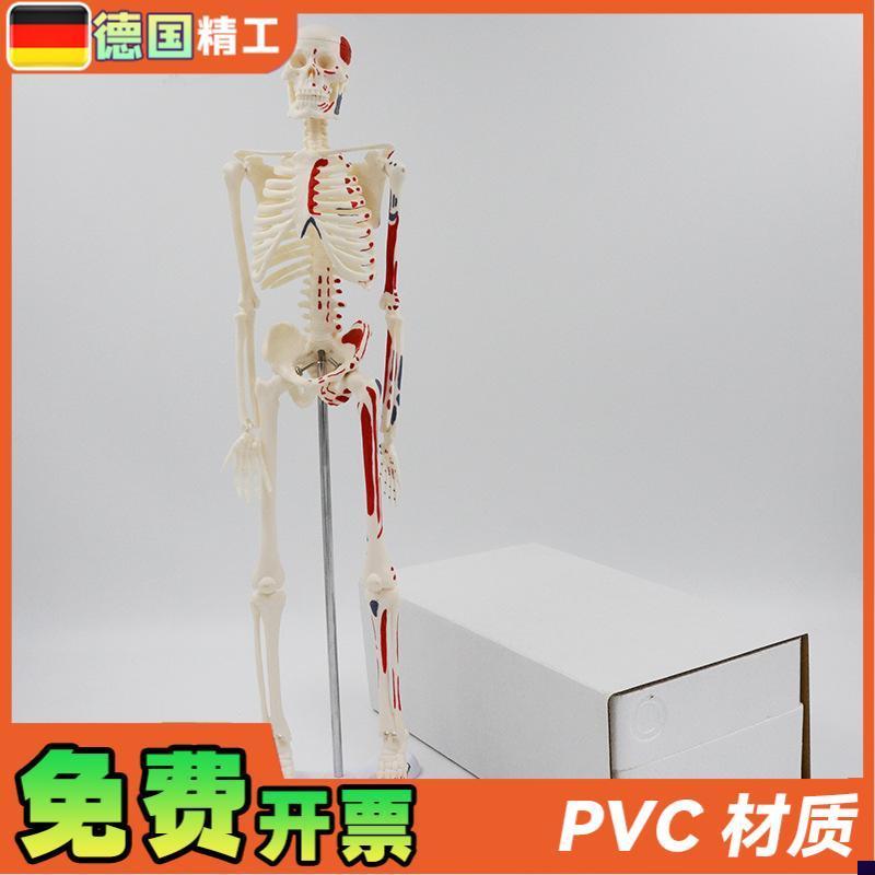 德国】45cm彩色人体骨骼模型肌肉起止点骨N架四肢可活动艺用教学